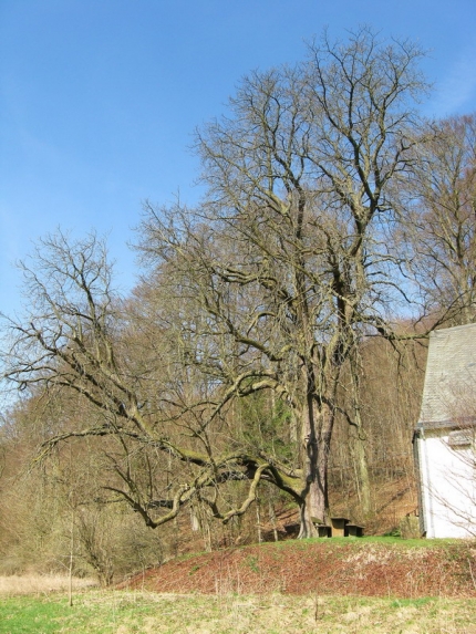 Bild 3 von 1 Kastanie an der Amerunger Kapelle